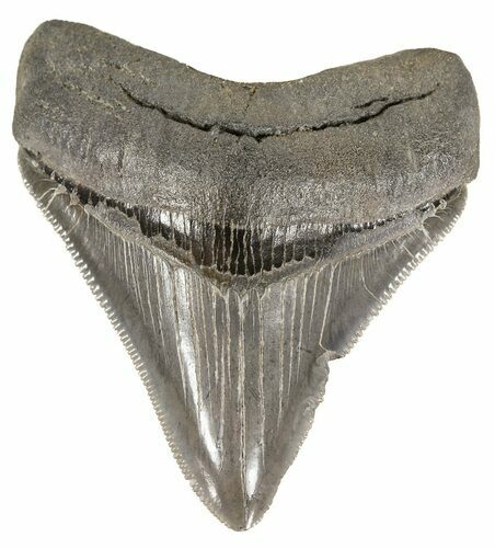 Serrated, Juvenile Megalodon Tooth - South Carolina #52970